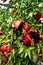 Ripe pomegranate fruit in the garden on the branches