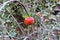 Ripe Pomegranate Fruit on Tree Branch, Foliage Background