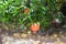 ripe pomegranate fruit on tree branch in Tbilisi