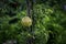 Ripe pomegranate fruit and trunk of the tree/Dalim fal