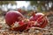 Ripe pomegranate fruits fallen from a tree lying on the ground