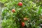 ripe pomegranate fruits on green tree in Tbilisi