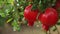 Ripe pomegranate fruits growing on tree. Beautiful red pomegranate on tree. Fresh fruits on the branch of tree. sunshine