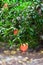 ripe pomegranate fruits on tree twigs in Tbilisi