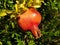 A ripe pomegranate grows on a tree