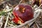 Ripe pomegranate open fruit lying on the ground