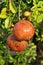 Ripe pomegranate ready to be harvested