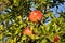 Ripe pomegranate ready to be harvested