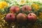 Ripe pomegranates on Christmas tinsel