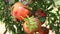 Ripe pomegranates hanging on a branch with leaves close up