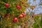 Ripe pomegranates hanging from a tree branch in the garden outside. An abundance of fresh, juicy and healthy fruit