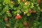 Ripe pomegranates on a tree in Peloponnese