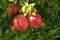 Ripe pomegranates on a tree in Peloponnese