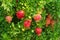 Ripe pomegranates on a tree in Peloponnese