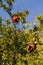Ripe pomegranates on a tree, Spain.