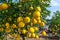 Ripe pomelo fruits hang on the trees in the garden