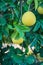 Ripe pomelo fruits on a tree branch with lush leaves