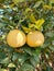 Ripe pomelo grows on the citrus agricultural plantation