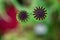 Ripe poppy. Close-up with copy space. Top view on blurred green background. Beauty conceptual, abstract image for design,