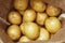 Ripe potato closeup in burlap
