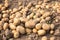 Ripe potato harvest