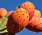 Ripe prickly pears, exquisite wild fruit