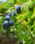 Ripe prunes at a branch before harvest