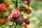 Ripe Prunus berries on Prunus trees In Summer Vegetable Garden.