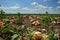 Ripe pumkin on the field.Yellow pumpkins in the field. Harvest pumpkins in agricultural land