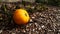 Ripe pumpkin in the garden.