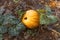 ripe pumpkin grows in the garden. Gardening and agriculture concept. Harvesting and fertilizing the soil