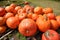 Ripe pumpkin lies in a farm field