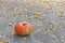 Ripe pumpkin lying on the ground in the autumn foliage