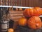 Ripe pumpkins and a bunch of ripe wheat lie on wooden barrels