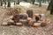 Ripe pumpkins in the cart and apples in a wicker basket