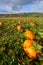 Ripe pumpkins on a farm in the Snoqualmie Valley ready for picking