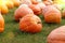 Ripe Pumpkins in a Field. Halloween