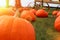 Ripe Pumpkins in a Field. Halloween