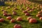 Ripe pumpkins in pumpkin patch at sunny day.