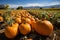 Ripe Pumpkins in a Vibrant Pumpkin Patch AI Generated