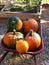 Ripe pumpkins on wheelbarrow