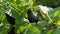 Ripe purple eggplants hang from the plant. Farm harvest