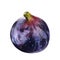 Ripe purple fig fruit isolated on white background. Watercolor handrawing botanic realistic illustration. Art for design