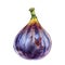 Ripe purple fig fruit isolated on white background. Watercolor handrawing botanic realistic illustration. Art for design