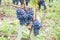 Ripe Purple Grapes in Bordeaux wine France vineyard in Saint Emilion