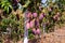 Ripe purple mangoes hanging on tree branches in garden