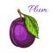 Ripe purple plum fruit with leaf sketch