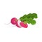 Ripe radish bunch. Whole and halved.  Fresh organic farm food. Salad ingredient. Cartoon style. Vector illustration