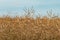 Ripe rapeseed crops plantation ready for harvest