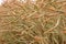 Ripe rapeseed pods in cultivated field, ready for harvest